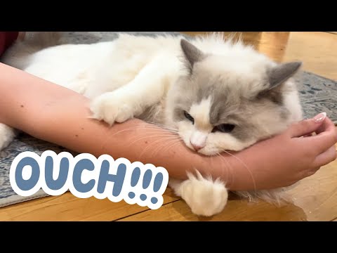 AFTER SCHOOL ROUTINE WITH 2 CRAZY CATS