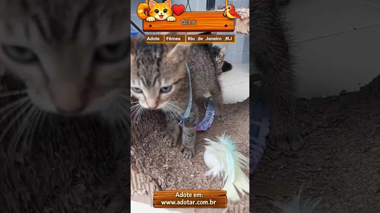 Gato raça SRD-ViraLata idade 2 a 6 meses nome BELLA