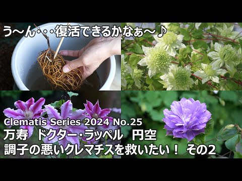 園芸 クレマチス ミス・ベイトマン