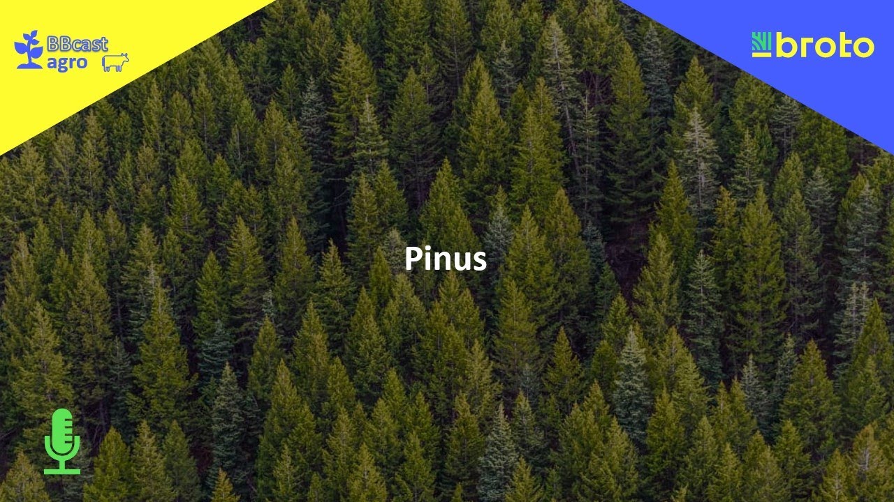 21/02/2022 - Cenário do pinus