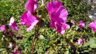 Hildegard of Bingen, O ignis Spiritus Paracliti