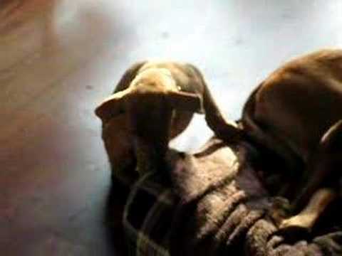 Puppy Phoenyx with Habiba