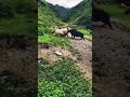 Pig Sow Vs Wild Boar
