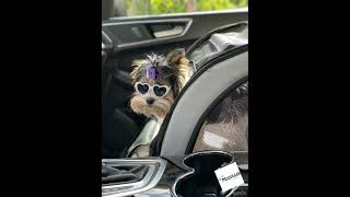 Autosedačka pro psa uzavíratelná