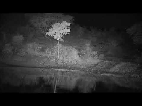 Djuma: Blacksmith Lapwings and then Water Thick-knees - 04:56 - 09/22/2022