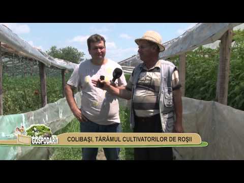 Comuna Colibasi, judetul Giurgiu - Tărâmul cultivatorilor de roșii, partea 1