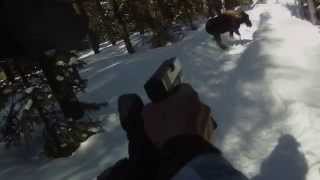 Man shoots moose with his GLOCK after being attacked.