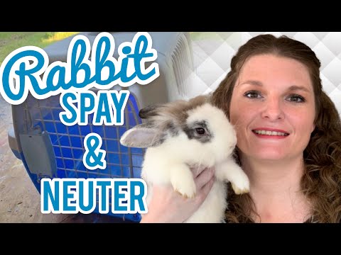 Pre Op & Procedure || RABBIT SPAY & NEUTER PT 3