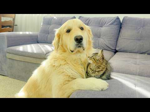 YouTube 썸네일