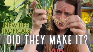 New Life Tropicals Houseplant Unboxing | My First Import Order!