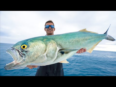 ULTIMATE Trash Fish…Catch Clean Cook! Giant Bluefish