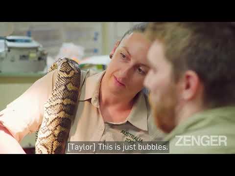 WONKY PYTHON: Vets Save Stricken Snake After It Swallowed Dog Harness