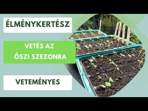 Ne hagyd üresen a kertet!🏡 Mit érdemes most vetni a sikeres őszi betakarításhoz?🌱