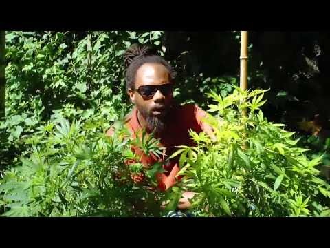 Original Kenyatta - Gimme Some Seed (Official Extended Version)