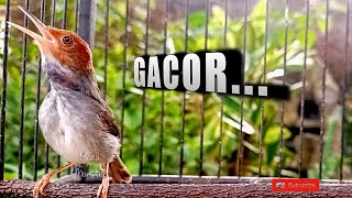 Download lagu MASTERAN PRENJAK BETINA GACOR mp3 Download lagu MASTERAN PRENJAK BETINA GACOR mp3