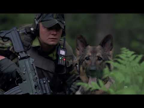 Hundar och människor med viktiga jobb