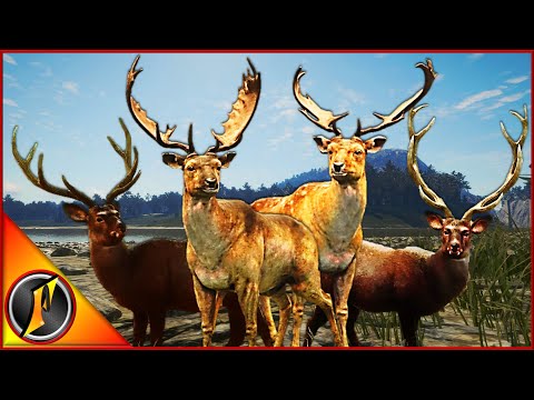 Bucks Everywhere! Hunting Fallow & Sika Deer on Te Awaroa!