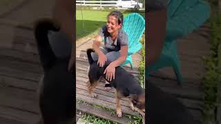 Video preview image #1 Labrador Retriever Puppy For Sale in Weston, FL, USA