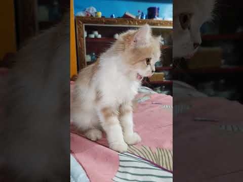 Cute Cat Daily Life 🐾 | Funny & Adorable Cat Long Video