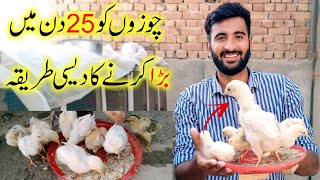 How to increase Chicks Weight Faster||Fast Grow Tips for Chicken