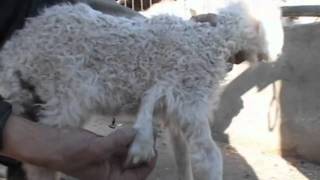 Five-legged lamb born in China