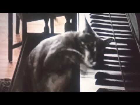 El video del gato
