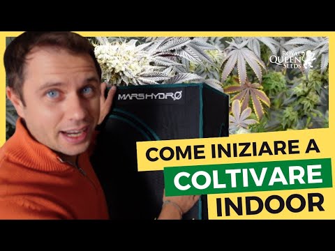 , title : 'Coltivazione indoor: come iniziare in grow box'