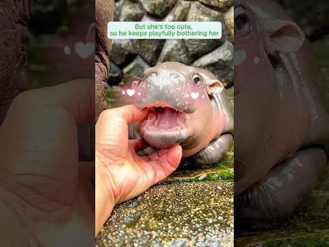 This baby hippo with boundless energy wins everyone’s heart