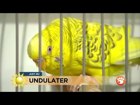 "Kan man operera en undulat?" Fågelexpert svarar på frågor - Nyhetsmorgon (TV4)