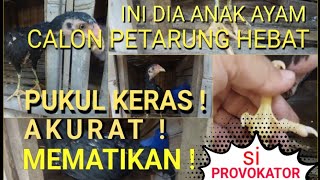 Download lagu Ciri-Ciri Anak Ayam Calon Petarung Hebat. Pukul Keras, Akurat dan Mematikan mp3