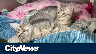 Kittens abandoned at construction site in Vancouver