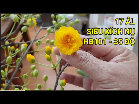 🔴 QBS22348 - CÁCH KÍCH NỤ MAI VÀNG MIỀN BẮC | CÁCH LÀM CHO NỤ MAI VÀNG NHANH BUNG TRẤU | MAI VÀNG