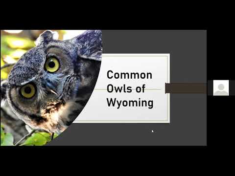 SCLT Discovery Session: A Virtual Hoot! All About Owls