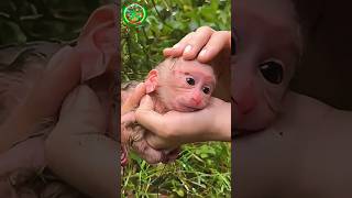 Download lagu This Woman Saved a Baby Monkey Abandoned by Its Mother π πβ€οΈ mp3 Download lagu This Woman Saved a Baby Monkey Abandoned by Its Mother π πβ€οΈ mp3