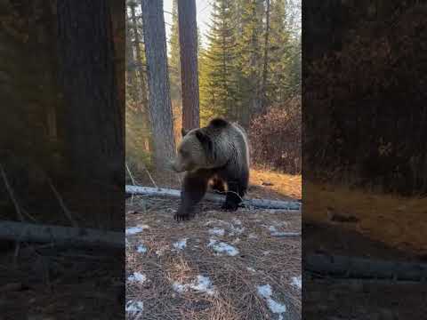 Grizzly Stalker in Yellowstone 2