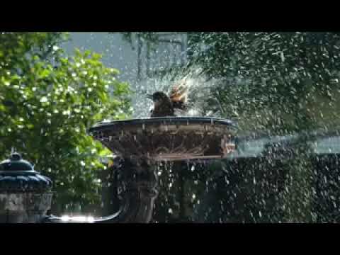 Zaim Imamović   Kraj tanana šadrvana