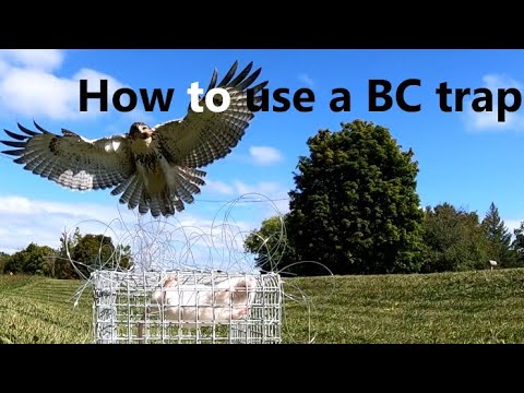 HOW TO USE A BAL-CHATRI TRAP FOR FALCONRY (BC TRAP) TO TRAP A RED TAILED HAWK FOR FALCONRY