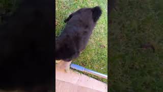 Chow Chow Puppies Videos