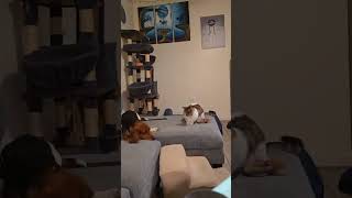 Video preview image #1 Basset Hound Puppy For Sale in Deepwater, NJ, USA