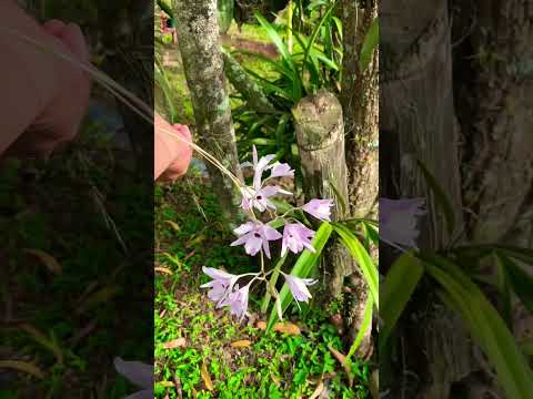 , title : 'Bella floración de orquídea Laelia en tronquito o rama 😍'