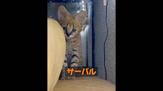 これはどんな動物ですか？ #animals #動物プロダクション #自然 #動物 #癒し