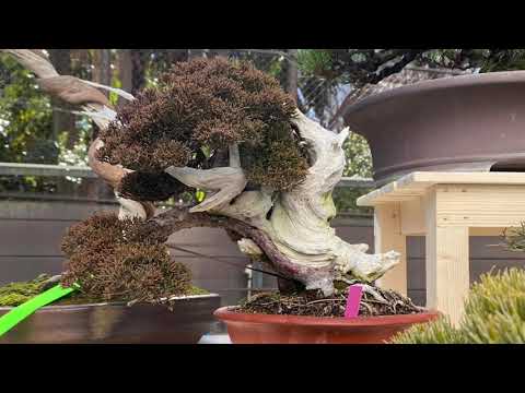 We have a look around the Green Club Bonsai sale area for the Kokufu show 2022.
