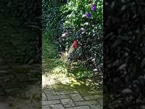 ayam Kate lucu #ayamwarnawarni #ayamrainbow #anakayam #ayamlucu