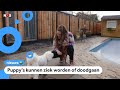 Veel hondenverkopers gaan slecht met puppy's om
