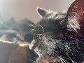 Sunshine On My Whiskers Makes Me Happy