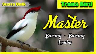 Download lagu Burung Unik I  Master Burung full Tembakan Suara Jernih I 2021 mp3