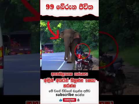 99 බේරීම | viralshort #viralvideo #trending #mahayanabuddhism #subscribe #subscribemy