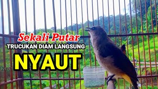 Download lagu 🛑PANCINGAN TRUCUKAN GACOR ROPEL PANJANG | MASTERAN TRUCUKAN BAHAN SUPAYA CEPAT NYAUT BUNYI GACOR mp3 Download lagu 🛑PANCINGAN TRUCUKAN GACOR ROPEL PANJANG | MASTERAN TRUCUKAN BAHAN SUPAYA CEPAT NYAUT BUNYI GACOR mp3