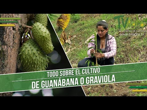 download lagu mp3 mp4 Guanabana Colombia, download lagu Guanabana Colombia gratis, unduh video klip Guanabana Colombia