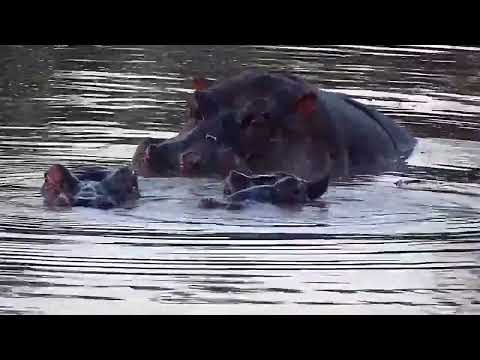 Djuma: Mating Hippos with calf beside them - 17:10 - 07/14/2022
